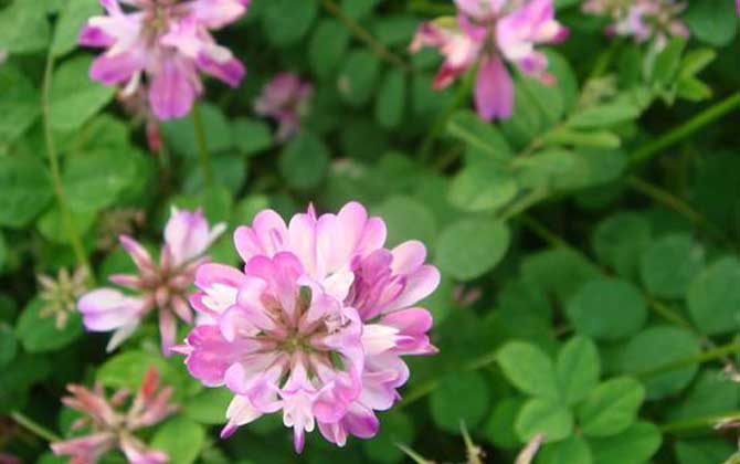 紫云英什么時候開花? 紫云英