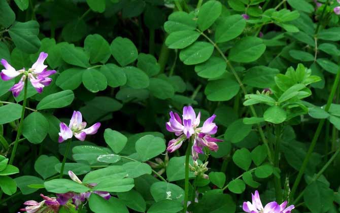 紫云英什么時候開花? 紫云英