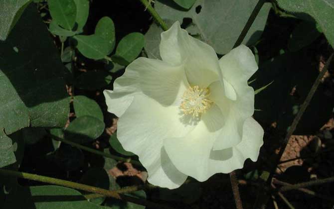 棉花什么時(shí)候開(kāi)花? 棉花