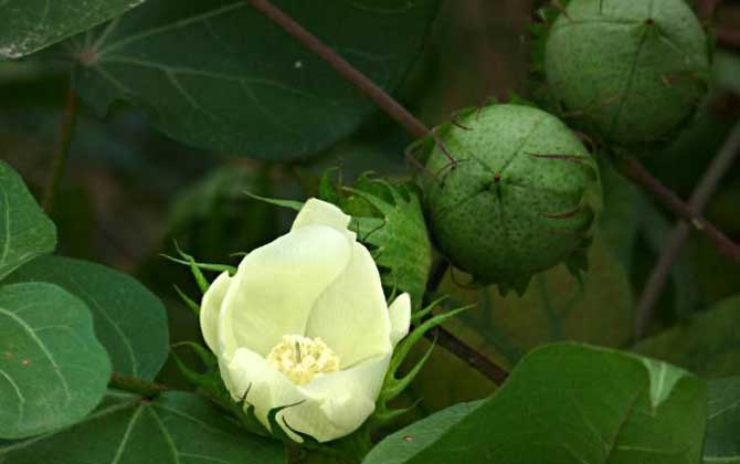 棉花什么時(shí)候開(kāi)花? 棉花