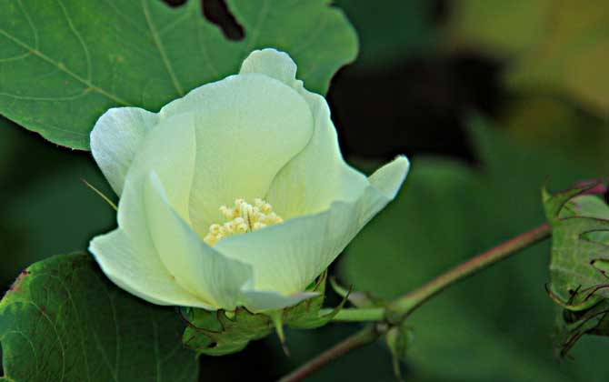 棉花什么時(shí)候開(kāi)花? 棉花