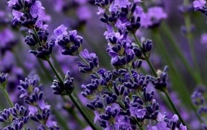 薰衣草什么時候開花? 薰衣草