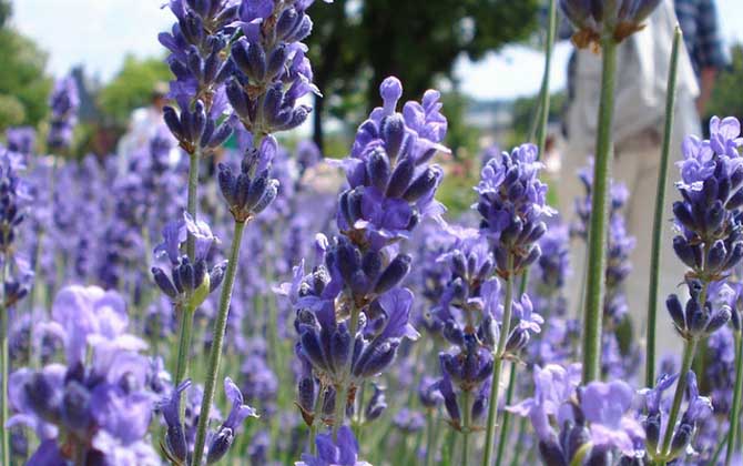 薰衣草什么時候開花? 薰衣草