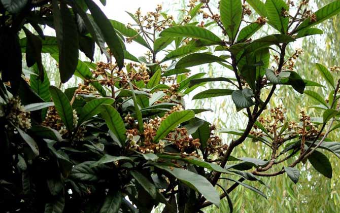 枇杷什么時候開花? 枇杷