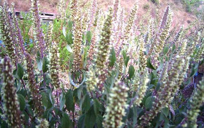 野壩子什么時候開花? 野壩子