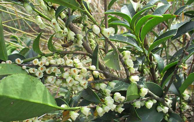 野桂花什么時(shí)候開花? 野桂花