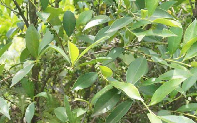 野桂花什么時(shí)候開花? 野桂花