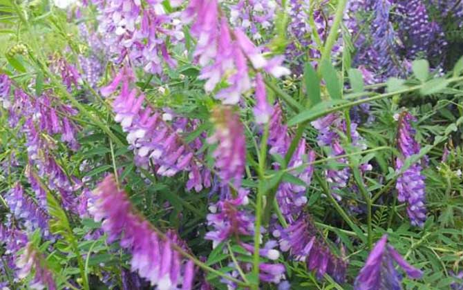 苕子什么時候開花? 苕子