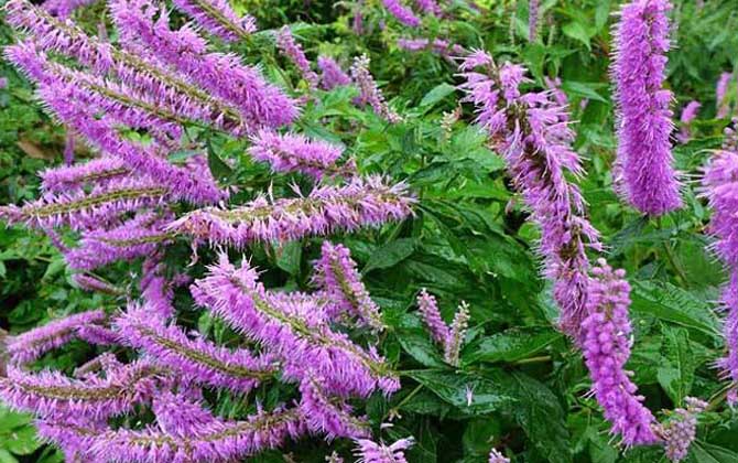 香薷什么時候開花? 香薷