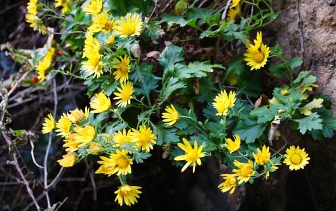野菊花什么時候開花? 野菊花