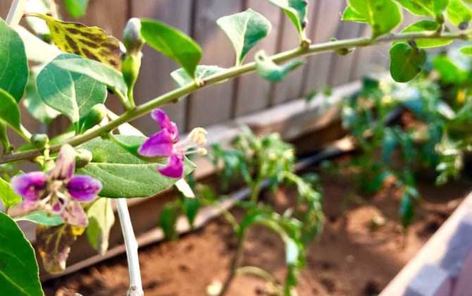 枸杞什么時候開花? 枸杞花