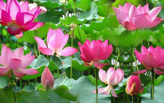 荷花什么時(shí)候開(kāi)花? 荷花