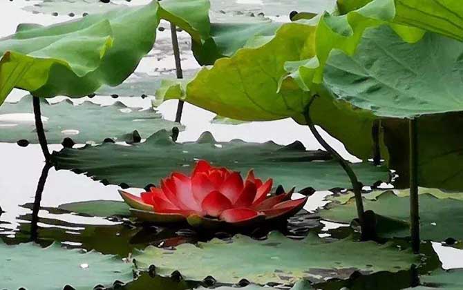 荷花什么時(shí)候開(kāi)花? 荷花