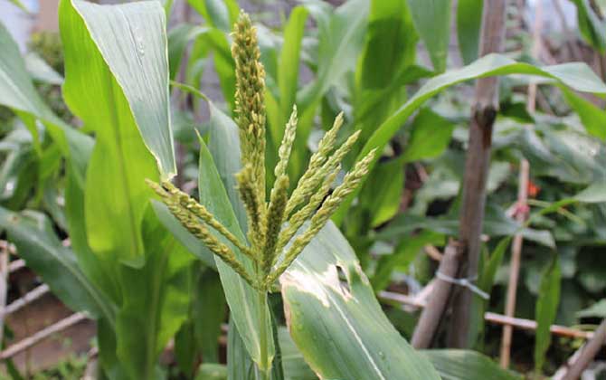 玉米什么時候開花? 玉米開花