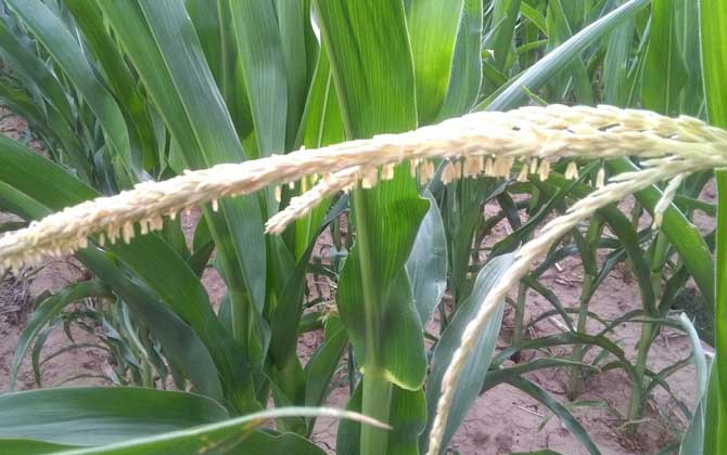 玉米什么時候開花? 玉米開花