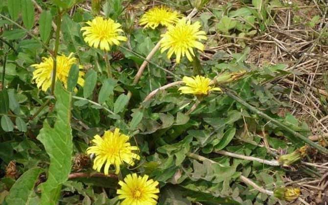 蒲公英什么時候開花? 蒲公英