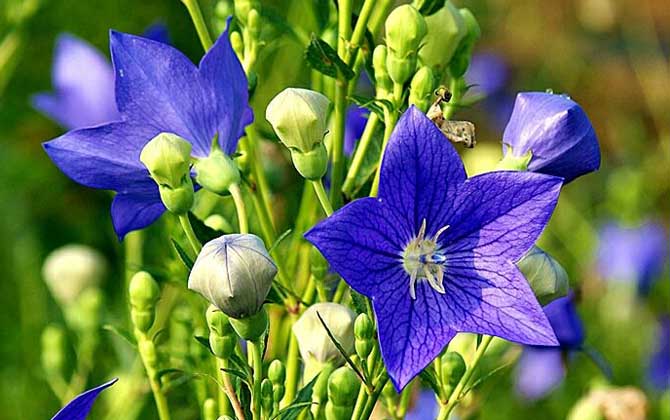 桔梗什么時候開花? 桔梗