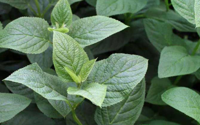 玄參什么時(shí)候開(kāi)花? 玄參