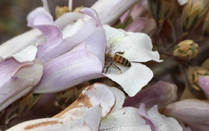 桐樹什么時候開花? 桐樹花