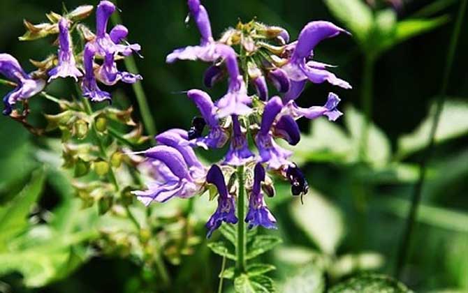 丹參什么時候開花? 丹參