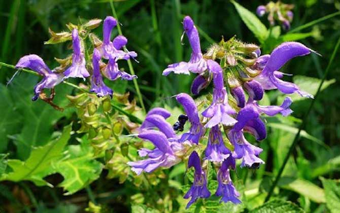 丹參什么時候開花? 丹參