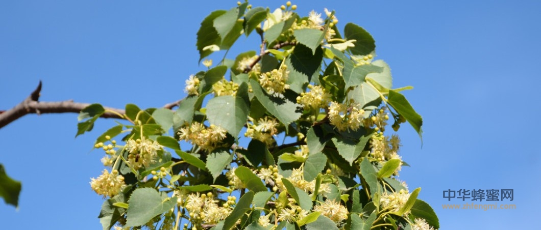 飼養(yǎng)管理|抓好細(xì)節(jié),提高產(chǎn)量 飼養(yǎng)管理|抓好細(xì)節(jié),提高產(chǎn)量