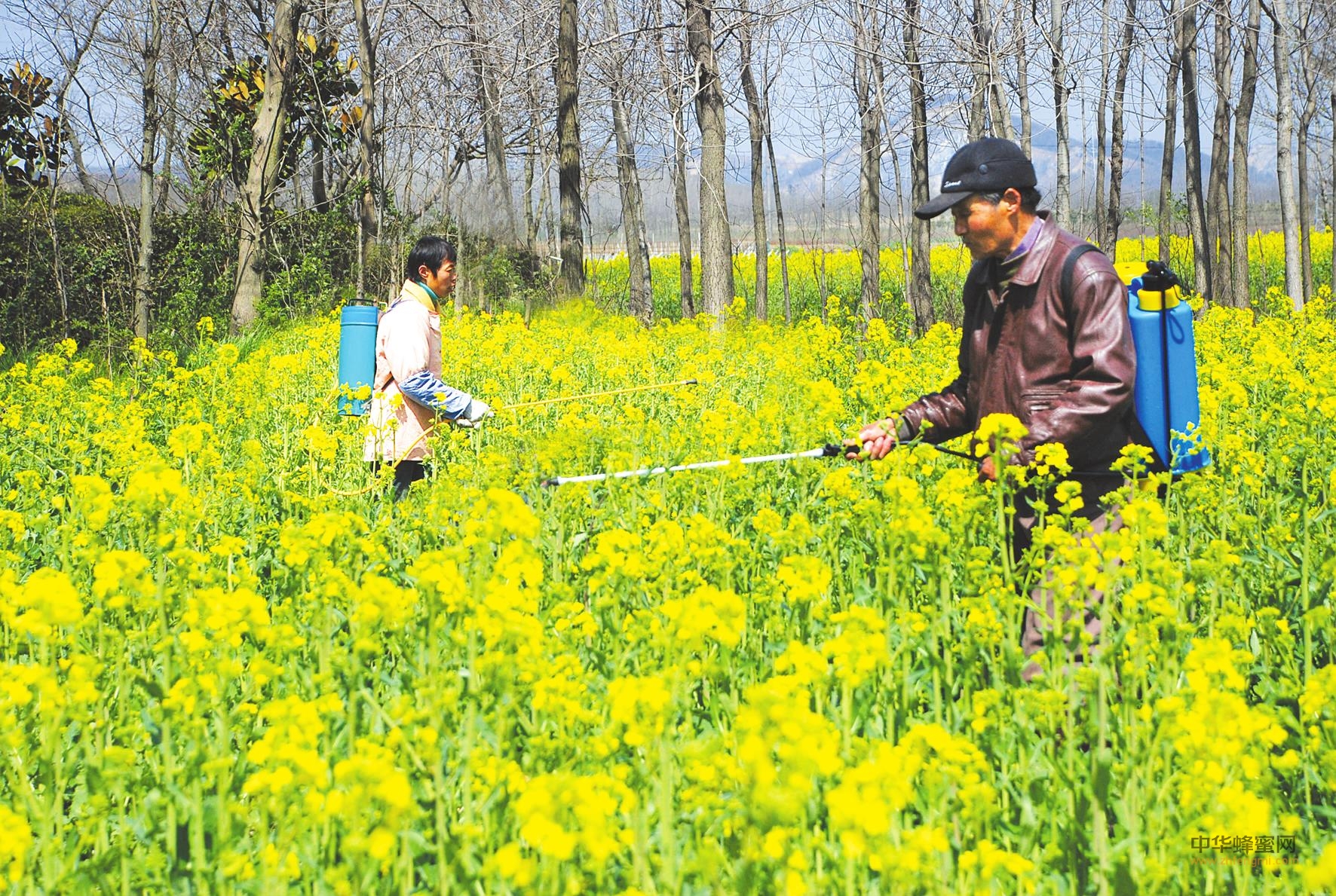 農藥 蜜蜂 農藥影響 農藥 蜜蜂 農藥影響
