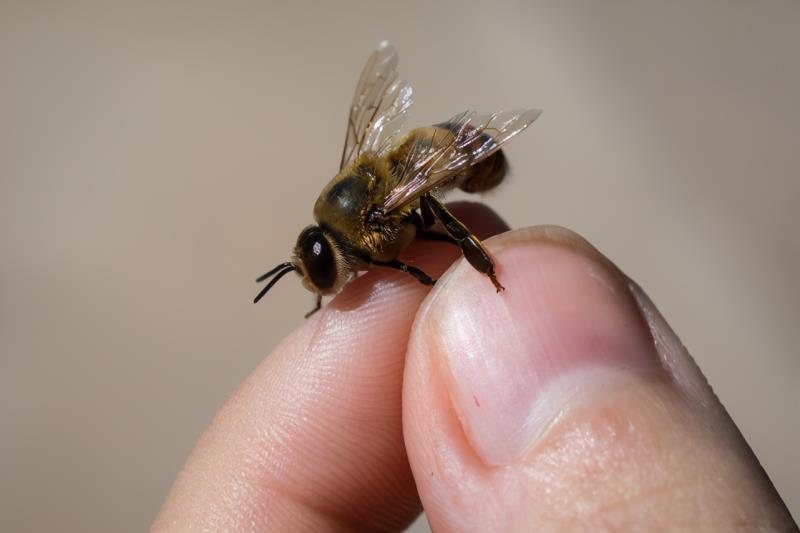 第一張蜜蜂分布世界地圖公布，填補(bǔ)了知識(shí)空白，也讓科學(xué)家吃驚了