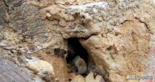 什么時候放誘蜂箱合適？3個關鍵時期，把握好，又是一個大豐收