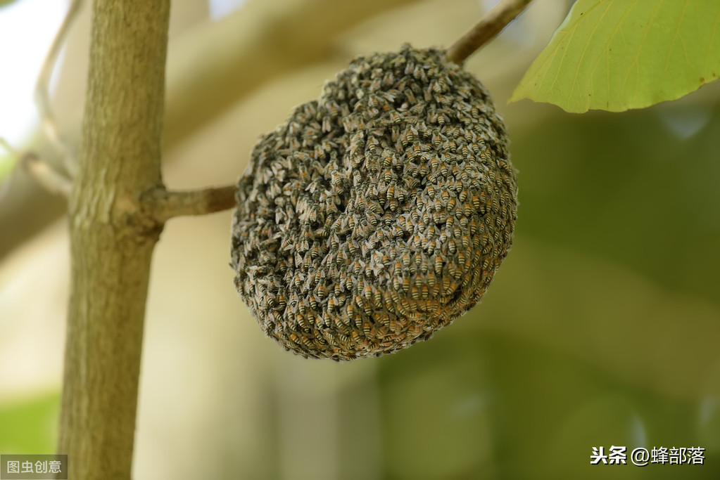 什么時候放誘蜂箱合適？3個關鍵時期，把握好，又是一個大豐收