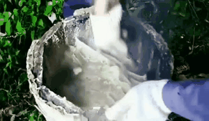 探尋養蜂人，取蜂蜜要用煙熏