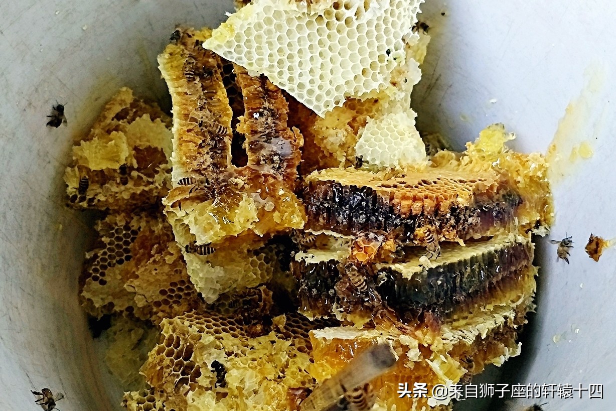 探尋養蜂人，取蜂蜜要用煙熏