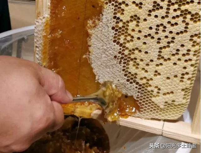 你試過刮脾取蜜嗎？它真的優于搖蜜機取蜜嗎？