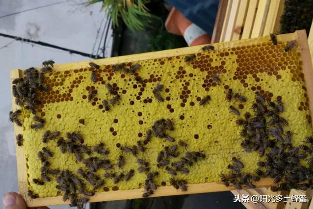 你試過刮脾取蜜嗎？它真的優于搖蜜機取蜜嗎？