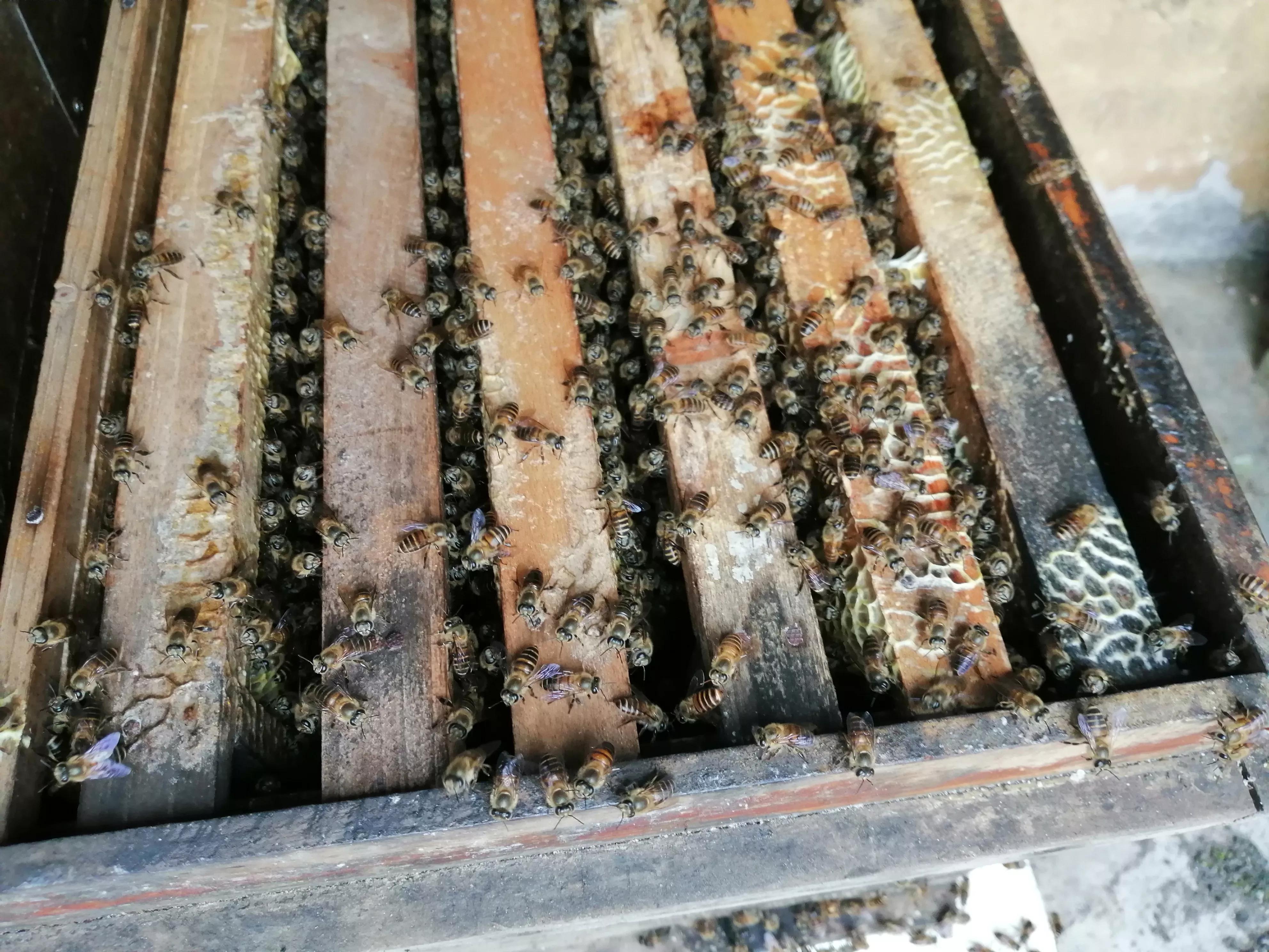 中蜂養(yǎng)殖：蜂窩內里有蟑螂、螞蟻、壁虎是有利還是有害