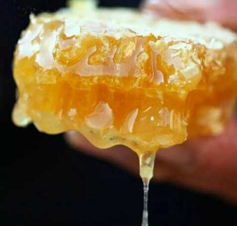 中蜂養(yǎng)殖：蜂窩內里有蟑螂、螞蟻、壁虎是有利還是有害