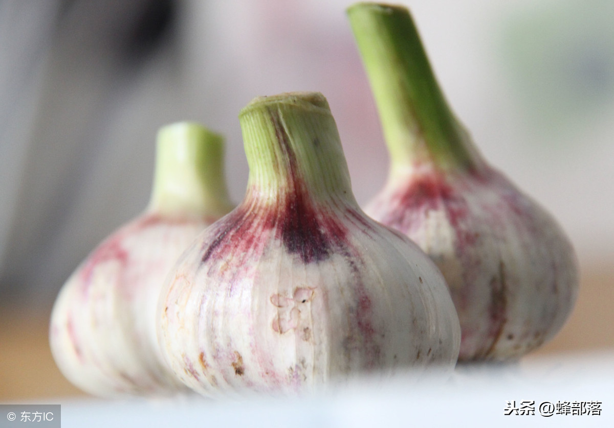 這種居家必備的食材，也是蜜蜂白堊病的克星，用它，綠色無(wú)污染