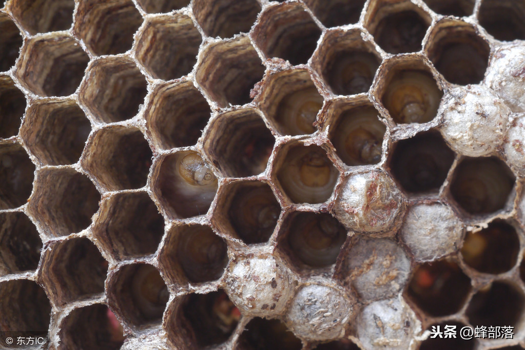 這種居家必備的食材，也是蜜蜂白堊病的克星，用它，綠色無(wú)污染