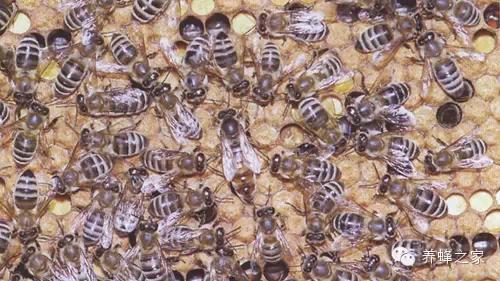 白堊病-防治蜜蜂白堊病驗(yàn)方