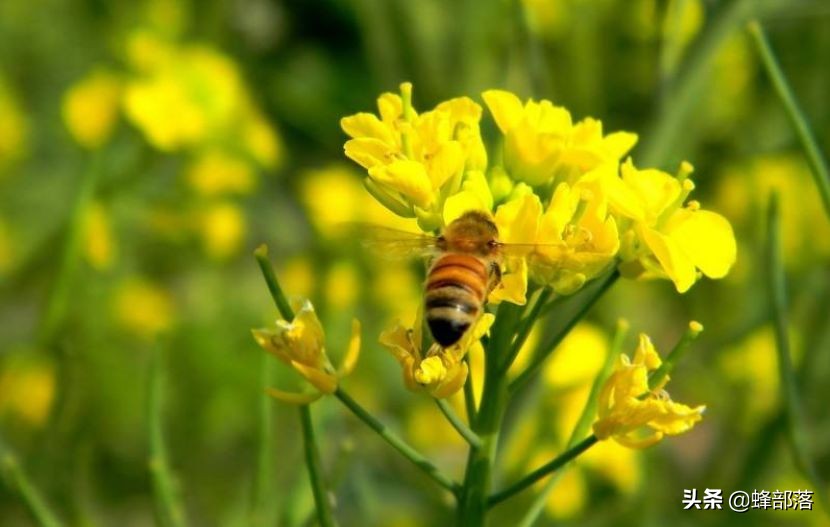 蜜蜂的平均壽命只有30天，為何冬天沒有沒花開不會團滅？