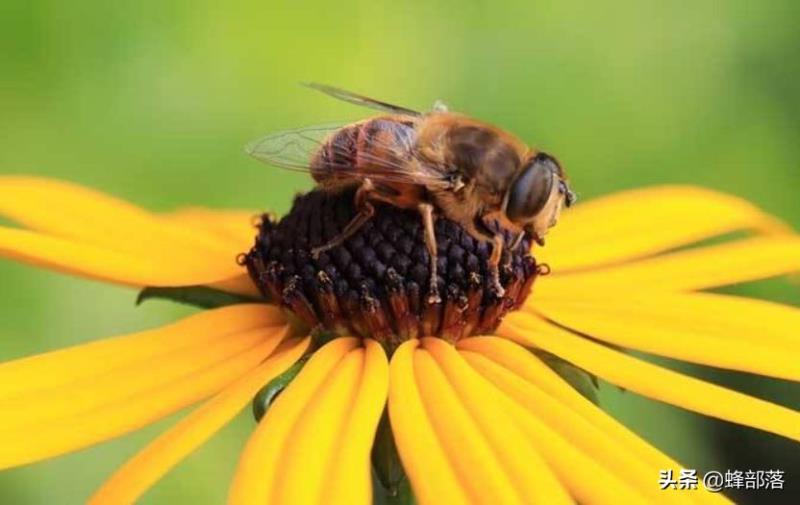 蜜蜂的平均壽命只有30天，為何冬天沒有沒花開不會團滅？