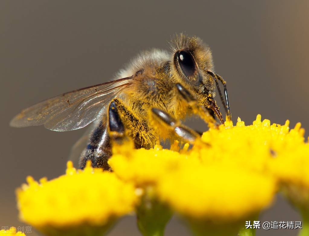 如果蜜蜂有思想，還會勤勞嗎？看工蜂勞動的動力，論養蜂人的是非