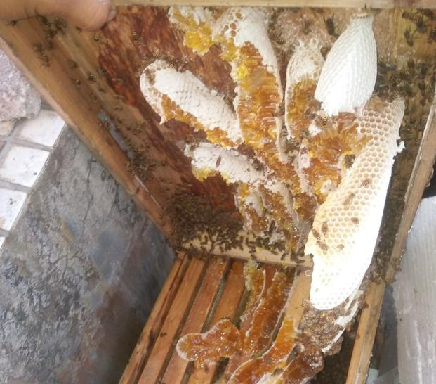 怎樣才能養(yǎng)好中華蜜蜂？