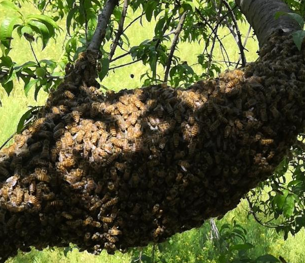 怎樣才能養(yǎng)好中華蜜蜂？