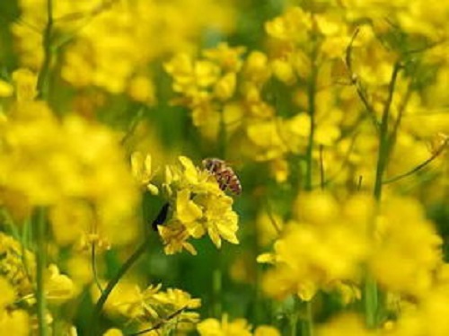 大爺在深山養蜂，年入二十萬，蓋洋房給兒子娶媳婦