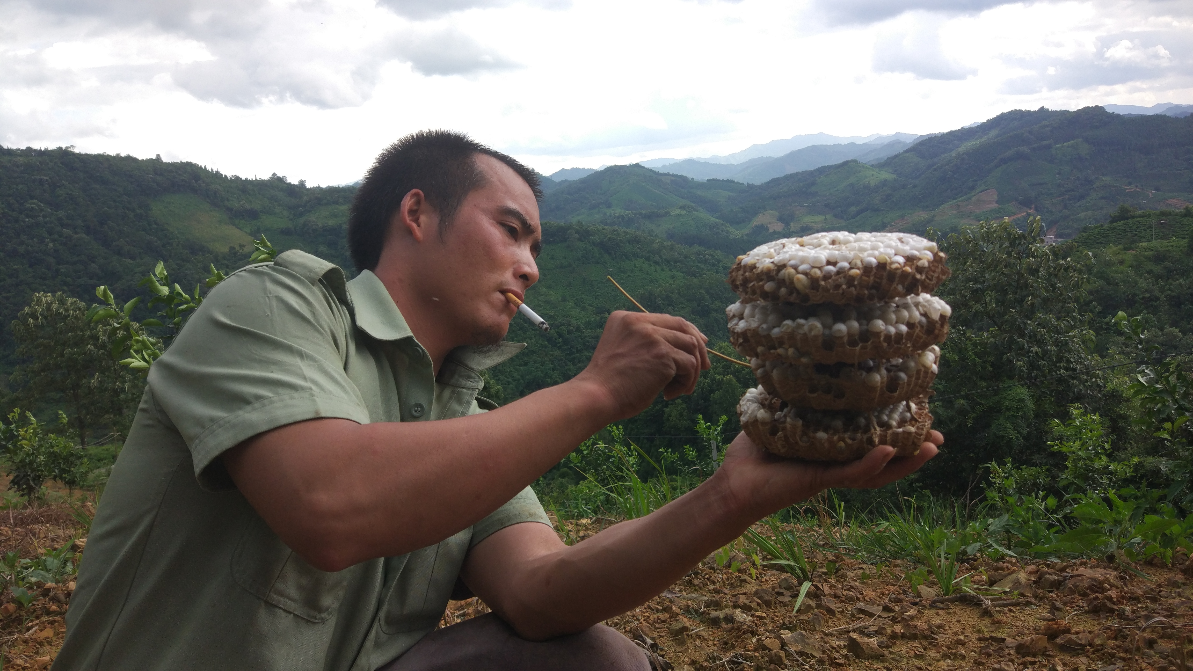 農(nóng)村小伙深山養(yǎng)殖馬蜂窩，蜂蛹一公斤150元，能脫貧致富嗎？