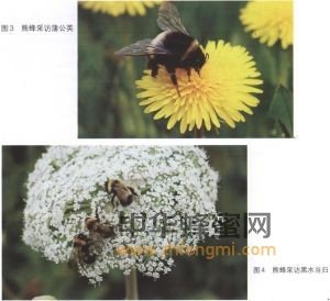 熊蜂 熊蜂屬性 熊蜂特征 熊蜂特性 熊蜂經濟價值 熊蜂分布