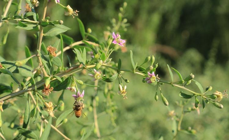 蜜蜂黑蜂病如何防治？