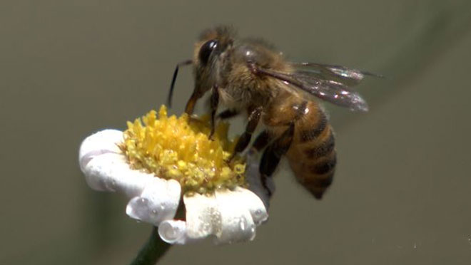 給蜜蜂喂白糖會(huì)影響蜂蜜的質(zhì)量嗎？