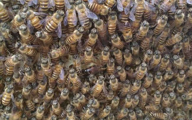 【蜜蜂知識(shí)】世界上有多少種蜜蜂? 【蜜蜂知識(shí)】世界上有多少種蜜蜂?